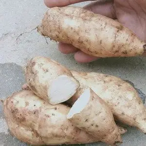 新品湖南郴州新鲜甜糯小白薯5斤装 人参白皮白心番薯地瓜山芋