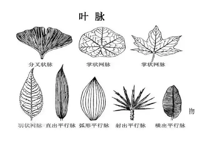 叶脉书签精品课件ppt