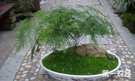 文竹的养殖方法和注意事项几天浇水(文竹的养殖方法和注意事项 盆栽)