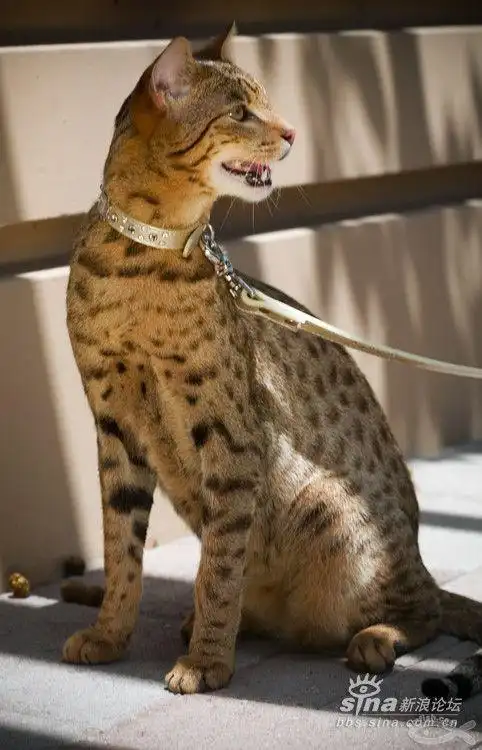 在中国可以养阿瑟拉猫吗