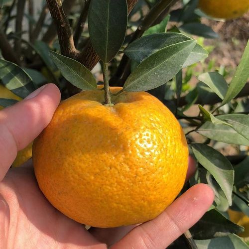 新会柑鲜果大红柑