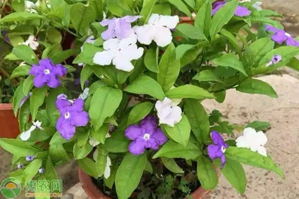 茉莉花的种类非常多哪种茉莉花香味浓郁