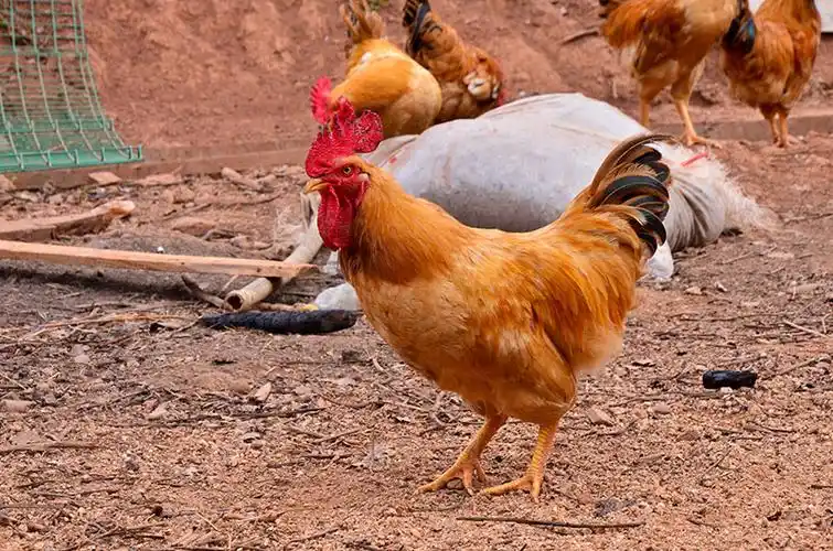 中草药散养土鸡-三黄公鸡