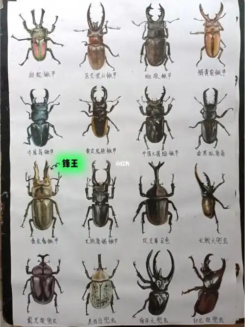 自学水彩  #寻找小红书绘画大神  #绘画 #手绘 #画画 #图鉴 #甲虫