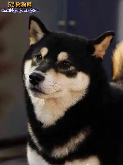 【黑柴犬】黑色柴犬价格图片