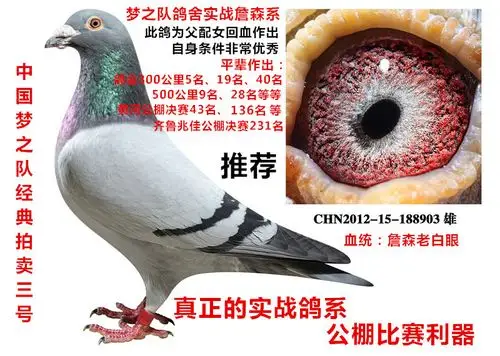 詹森老白眼 保证金级 拍卖