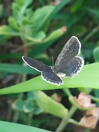 摄影:蝴蝶展翅2(11/7)