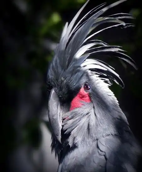 p>棕榈凤头鹦鹉指名亚种脸裸露,是典型的 a target="_blank" href="