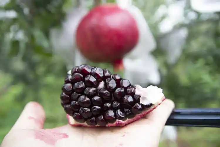 黑籽石榴黑珍珠子软石榴孕妇水果当季新鲜攀枝花特产5斤包邮现摘