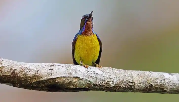 采蜜的东紫背食蜜鸟,你想知道吗?
