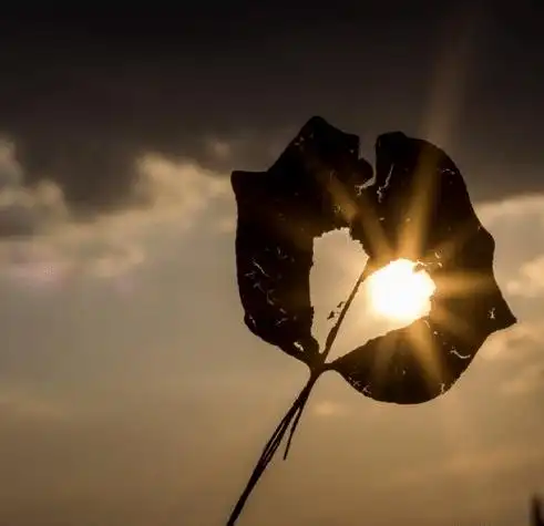 原来伤心到极致真的会心碎送给正在疗伤的你