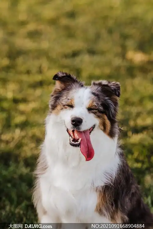 伸着长舌头眯着眼的狗摄影高清图片_大图网图片素材
