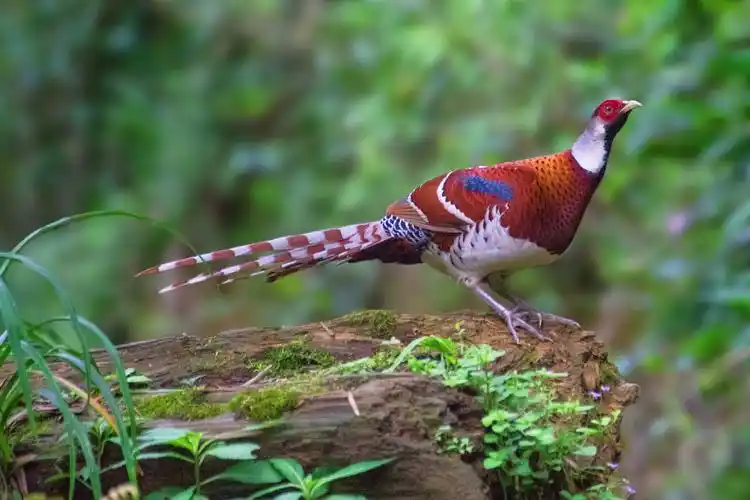 林中隐士——白颈长尾雉