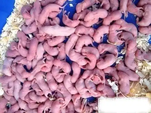 中国十大禁菜之三吱儿,生吃活老鼠幼崽(容易感染病毒)