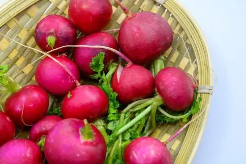 萝卜 水萝卜 蔬菜 植物 农作物 种植 食品 食物 食材 生食 熟食 清爽