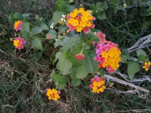 路边的野花(作者:梁建彬)