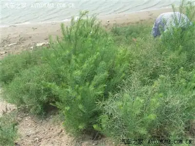 唐山曹妃甸半日游记——盐细菜篇