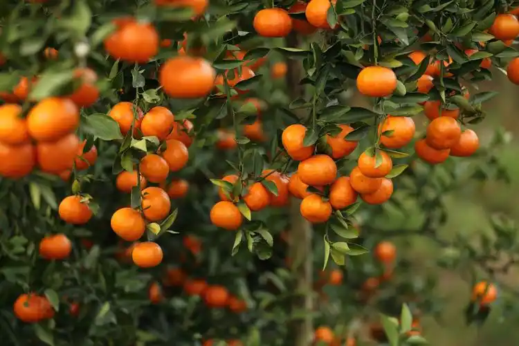 桔子红了 - 美篇