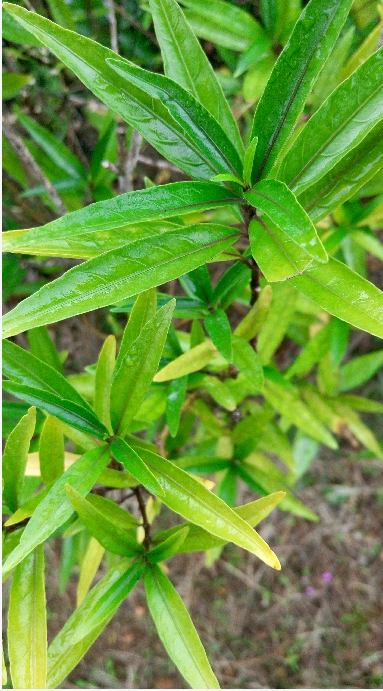 小驳骨(gendarussavulgarisnees)     科:爵床科 别名:小接骨,驳骨草