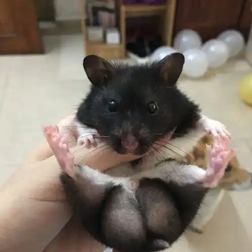 我的仓鼠是奶牛熊前几天还好好的从昨天开始突然不爱动了浑身没劲肚子