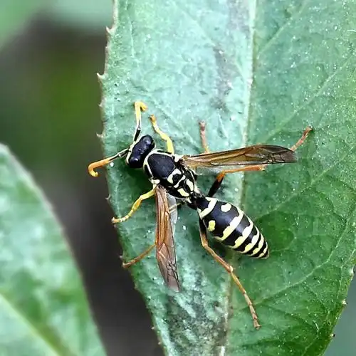 家里飞进来一种虫子,远看是黑的,近看它中间很细,下面是黑黄相间的,求