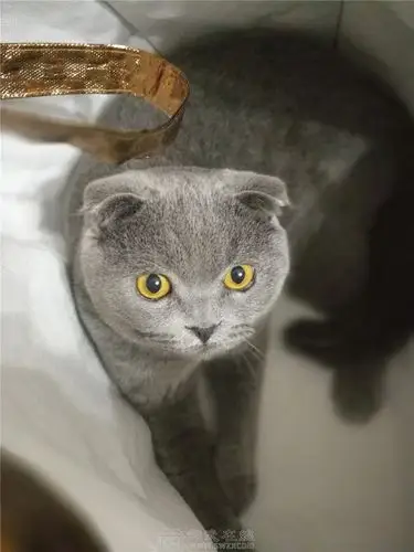 高颜值苏格兰折耳成年蓝猫转售