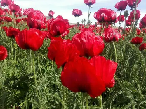 绝美赛牡丹 罂粟