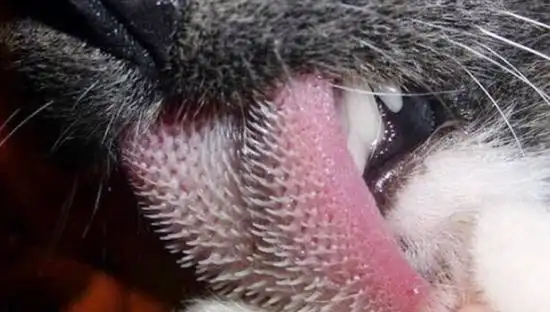 如果脸被这舌头舔一下,那酸爽.