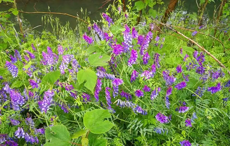 野豌豆也是一种很好的中草药,据《本草拾遗》记载,野豌豆味甘性寒无毒