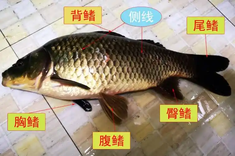 鱼的身体结构如图所示