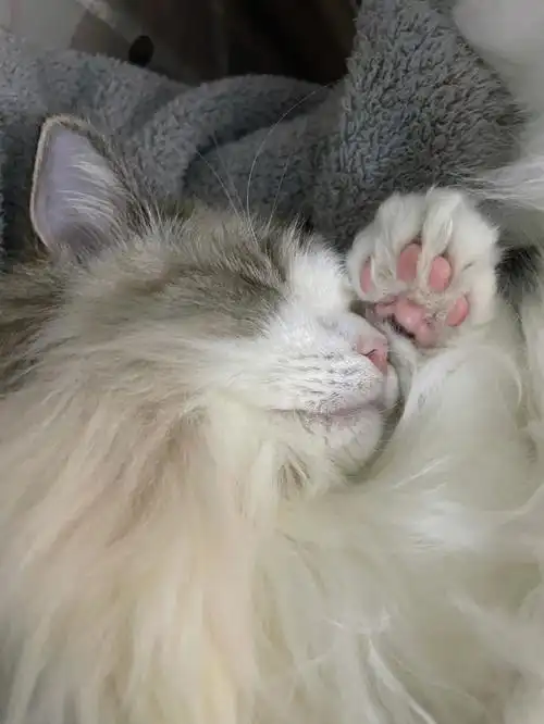 忍不住狂捏#布偶猫  #我家宠物好可爱  #吸猫