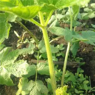 长白山野菜新鲜老桑芹老长芹做馅炒肉满2份自动去邮费可以混拍 新鲜老