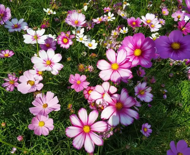 其它 小花波斯菊 写美篇波斯菊花语是 :  纯洁,自由,和永远快乐.