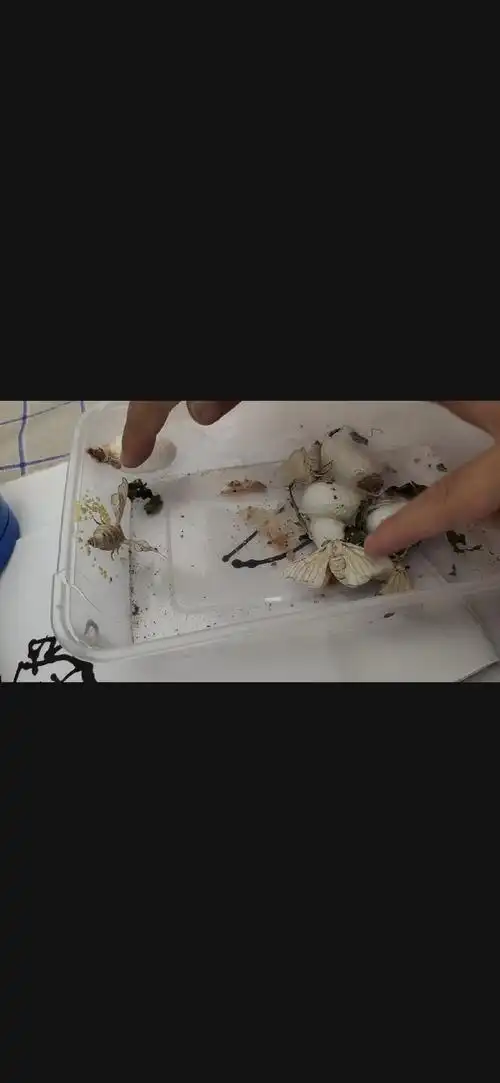 芯语:它们是在亲嘴的 熙涵:它(蚕卵)变色了,从黄色变成了灰色.