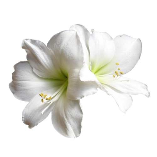 美丽的鲜花png透明图片