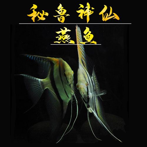 神仙仙鱼燕鱼淡水鱼小型秘鲁黑白成鱼鱼苗新手鱼