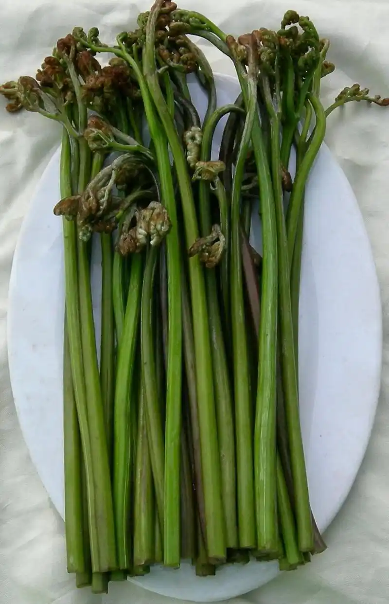 要想谈好恋爱,先学认野菜,看看哪些能吃哪些不能吃