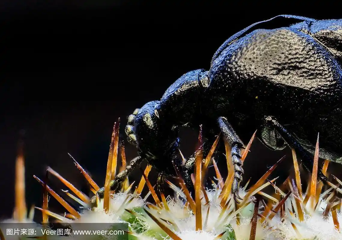 仙人掌上的黑色昆虫