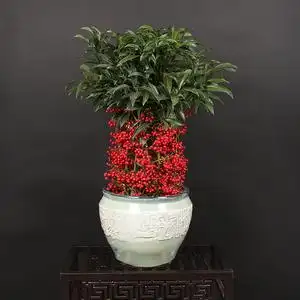 合肥直送金玉满堂观赏花卉富贵籽黄金万两室内盆栽绿植富贵子盆景