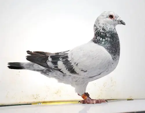 >> 查看拍卖商品