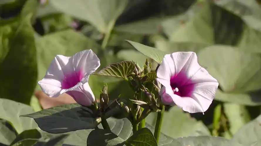 很少见的红苕花