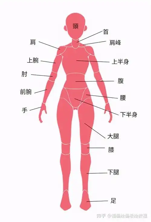 绘画教程绘画新手人体绘制要点教你画出人体隐藏部分的理解