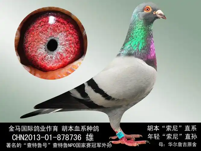 胡本"索尼"直系 保证金级 拍卖