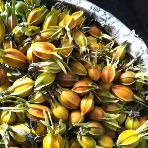 萍乡 新鲜黄栀子,清凉下火,调理肠味,非常好的良药