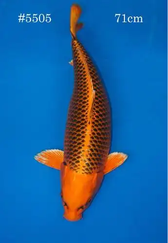 松叶锦鲤 - 黄金鲤 - 锦鲤品种 - 锦鲤鱼 - 观赏鱼百科