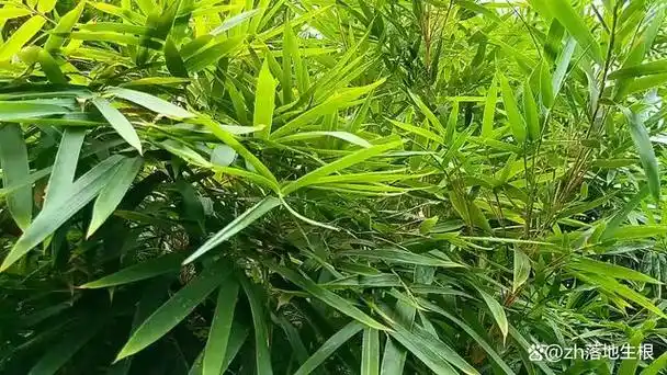 凤尾竹叶细纤柔,弯曲下垂,宛如凤尾