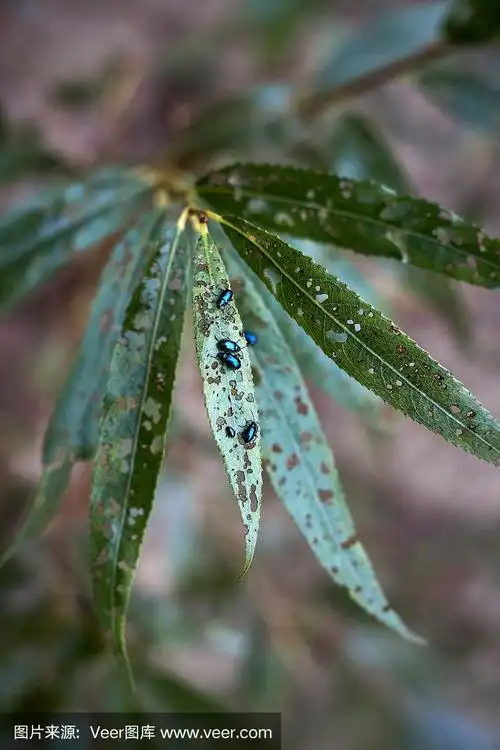 蓝色甲虫meloe violaceus在绿色柳柳树上