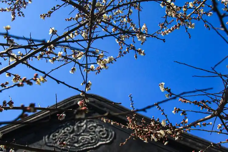 石湖渔庄梅花俏