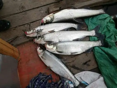 诚招代理,贵州牂牁江野生翘嘴鱼,白漂鱼.联系电话:15707397799