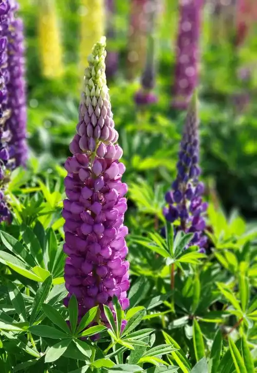 其它 初识鲁冰花 写美篇  提起鲁冰花,最最先想到的就是那首好听的